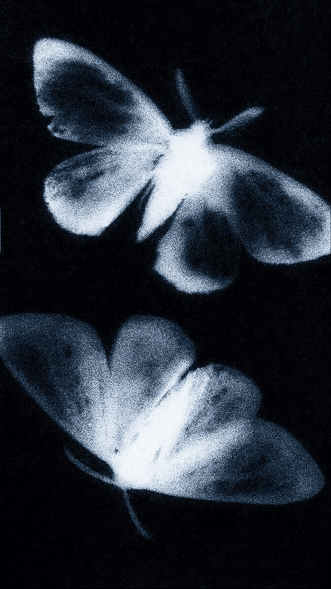 Two luminous butterflies on a dark background